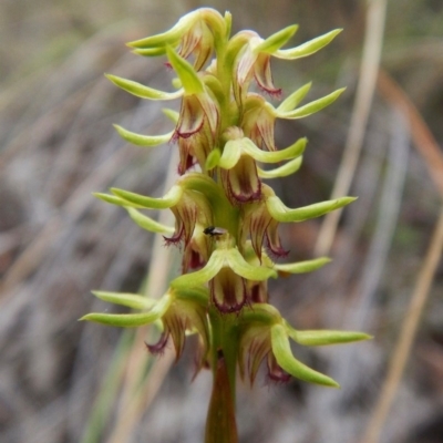 Corunastylis cornuta (Horned Midge Orchid) at Aranda, ACT - 19 Feb 2016 by CathB