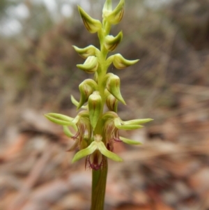 Corunastylis cornuta at Aranda, ACT - 20 Feb 2016