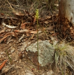 Corunastylis cornuta at Aranda, ACT - 20 Feb 2016