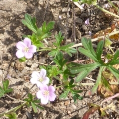 Geranium solanderi var. solanderi (Native Geranium) at O'Malley, ACT - 20 Feb 2016 by Mike