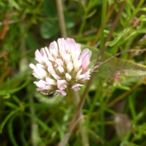 Trifolium pratense at Garran, ACT - 20 Feb 2016