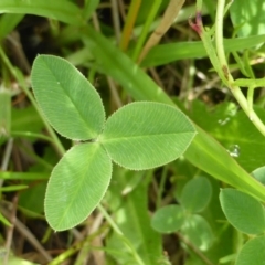 Trifolium pratense at Garran, ACT - 20 Feb 2016 11:44 AM