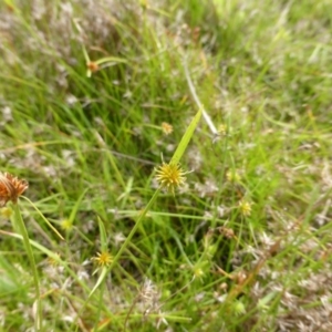 Cyperus sphaeroideus at Garran, ACT - 20 Feb 2016 11:44 AM