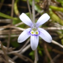 Isotoma fluviatilis subsp. australis (Swamp Isotome) at Garran, ACT - 20 Feb 2016 by Mike