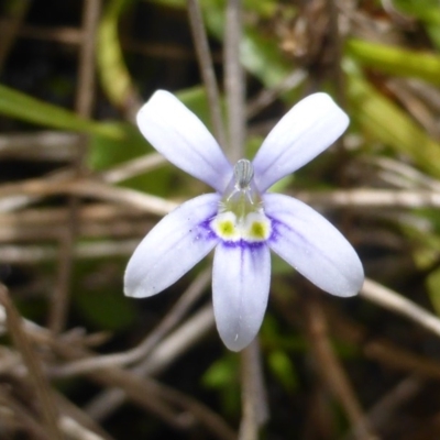 Isotoma fluviatilis subsp. australis (Swamp Isotome) at Garran, ACT - 20 Feb 2016 by Mike