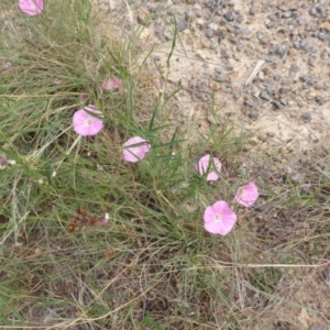 Convolvulus angustissimus subsp. angustissimus at Garran, ACT - 20 Feb 2016 11:37 AM