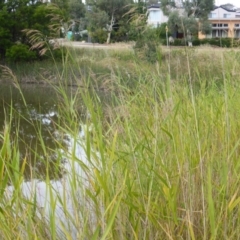 Phragmites australis at O'Malley, ACT - 20 Feb 2016