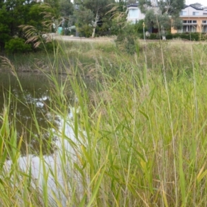 Phragmites australis at O'Malley, ACT - 20 Feb 2016