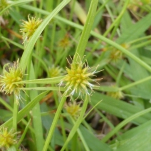 Cyperus sphaeroideus at Garran, ACT - 20 Feb 2016