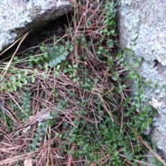 Asplenium flabellifolium (Necklace Fern) at Isaacs Ridge - 20 Feb 2016 by Mike