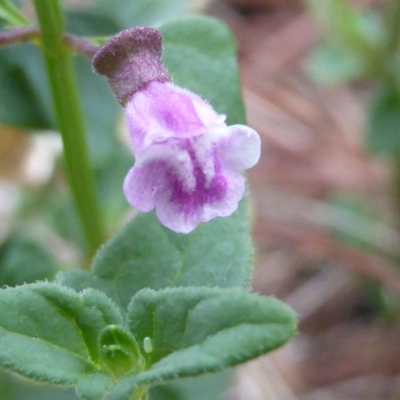 Scutellaria humilis (Dwarf Skullcap) at Isaacs Ridge - 19 Feb 2016 by Mike