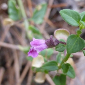 Scutellaria humilis at Isaacs Ridge - 20 Feb 2016 08:56 AM