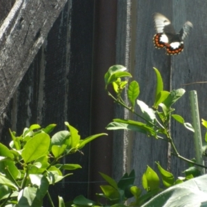 Papilio aegeus at Fadden, ACT - 20 Feb 2016 01:27 PM