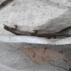 Saproscincus mustelinus (Weasel Skink) at Fadden, ACT - 20 Feb 2016 by ArcherCallaway