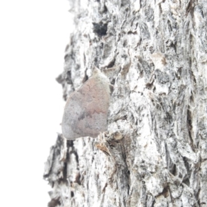 Heteronympha merope at Fadden, ACT - 21 Feb 2016