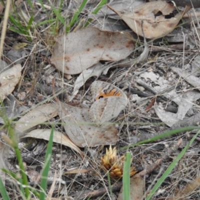 Junonia villida (Meadow Argus) at Fadden, ACT - 20 Feb 2016 by RyuCallaway