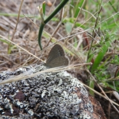 Zizina otis (Common Grass-Blue) at Fadden, ACT - 20 Feb 2016 by RyuCallaway