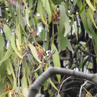 Delias aganippe (Spotted Jezebel) at Wanniassa Hill - 20 Feb 2016 by RyuCallaway