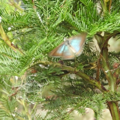 Jalmenus icilius (Amethyst Hairstreak) at Fadden, ACT - 20 Feb 2016 by RyuCallaway