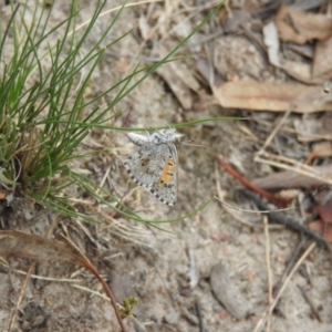 Lucia limbaria at Wanniassa Hill - 21 Feb 2016