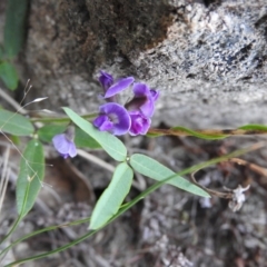 Glycine clandestina (Twining Glycine) at Wanniassa Hill - 21 Feb 2016 by ArcherCallaway