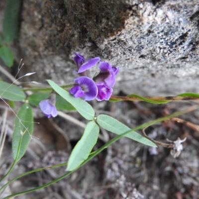 Glycine clandestina (Twining Glycine) at Wanniassa Hill - 21 Feb 2016 by ArcherCallaway