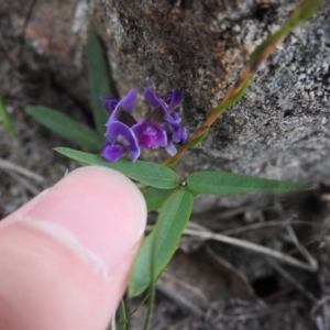 Glycine clandestina at Wanniassa Hill - 21 Feb 2016