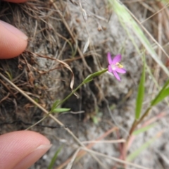 Centaurium sp. (Centaury) at Wanniassa Hill - 20 Feb 2016 by RyuCallaway