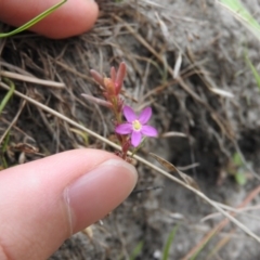 Centaurium sp. at Wanniassa Hill - 21 Feb 2016