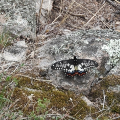 Papilio anactus (Dainty Swallowtail) at Fadden, ACT - 21 Feb 2016 by ArcherCallaway
