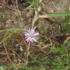 Vittadinia gracilis (New Holland Daisy) at Fadden, ACT - 20 Feb 2016 by RyuCallaway