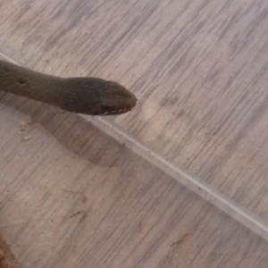 Drysdalia coronoides at Candelo, NSW - 21 Feb 2016 02:08 PM