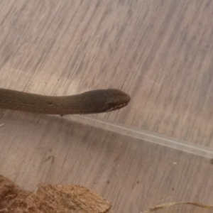 Drysdalia coronoides at Candelo, NSW - 21 Feb 2016 02:08 PM
