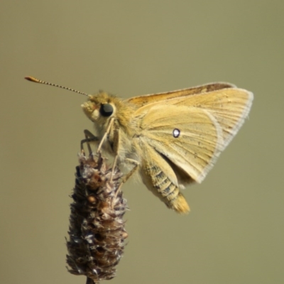 Trapezites luteus (Yellow Ochre, Rare White-spot Skipper) at Red Hill, ACT - 21 Feb 2016 by roymcd