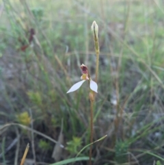 Eriochilus cucullatus (Parson's Bands) at Gungahlin, ACT - 21 Feb 2016 by AaronClausen