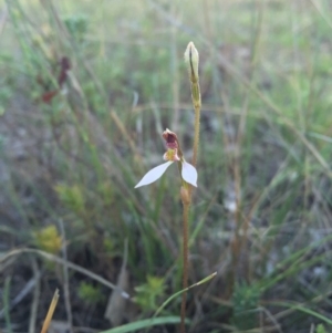 Eriochilus cucullatus at Gungahlin, ACT - 21 Feb 2016