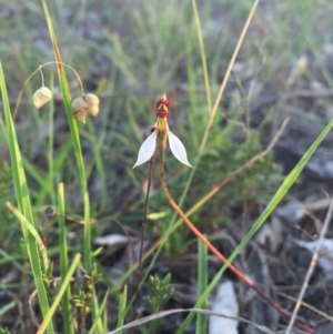 Eriochilus cucullatus at Gungahlin, ACT - 21 Feb 2016