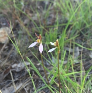 Eriochilus cucullatus at Gungahlin, ACT - 21 Feb 2016