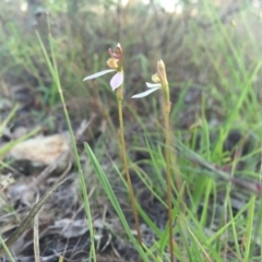 Eriochilus cucullatus at Gungahlin, ACT - 21 Feb 2016