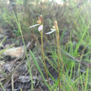 Eriochilus cucullatus at Gungahlin, ACT - 21 Feb 2016