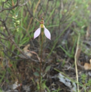 Eriochilus cucullatus at Gungahlin, ACT - 21 Feb 2016