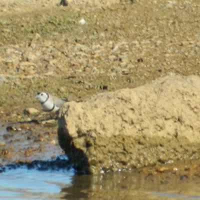Stizoptera bichenovii (Double-barred Finch) at Mitchell, ACT - 20 Mar 2015 by ArcherCallaway