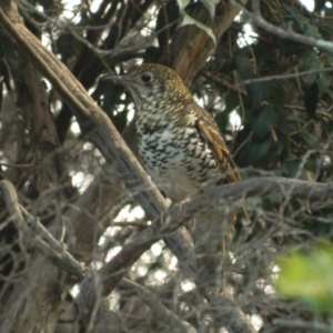 Zoothera lunulata at Acton, ACT - 11 May 2015 04:42 PM