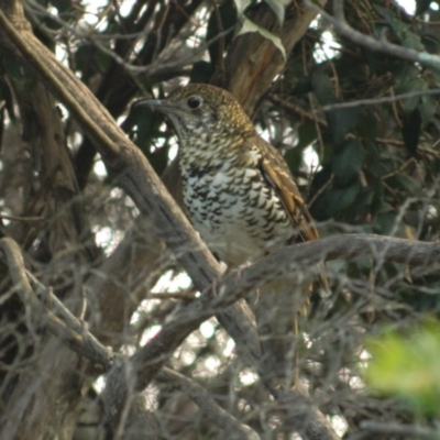 Zoothera lunulata (Bassian Thrush) at GG12 - 11 May 2015 by RyuCallaway