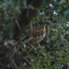 Zoothera lunulata at Acton, ACT - 11 May 2015 04:42 PM