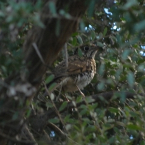 Zoothera lunulata at Acton, ACT - 11 May 2015 04:42 PM