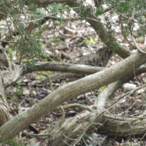 Zoothera lunulata at Acton, ACT - 11 May 2015 04:42 PM