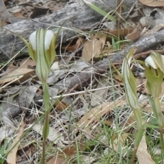 Diplodium ampliatum (Large Autumn Greenhood) at Paddys River, ACT - 20 Feb 2016 by galah681