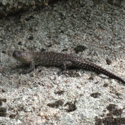 Egernia cunninghami (Cunningham's Skink) at Paddys River, ACT - 20 Feb 2016 by galah681