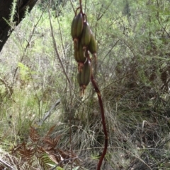 Dipodium roseum (Rosy Hyacinth Orchid) at Paddys River, ACT - 20 Feb 2016 by galah681